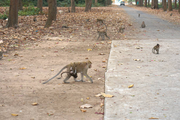istock Monkey waiting to eat from tourists 1473899124