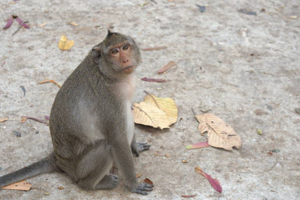 monkeys at wat tham sua(tiger cave temple), krabi province
