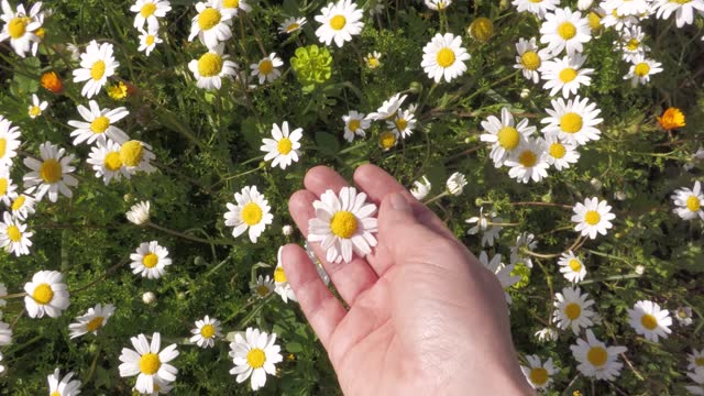 Blooming chamomile.