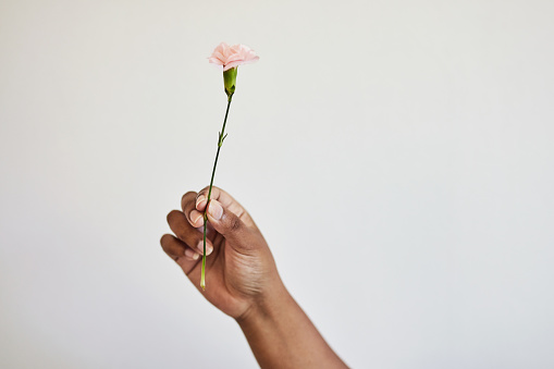 Woman hands, flower and floral plant in studio isolated on a white background for love and sustainability. Hand of female model person giving pink flowers as present for romance, love and ecology