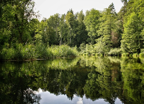Secluded, quiet lake and perfect replection of nesr forest