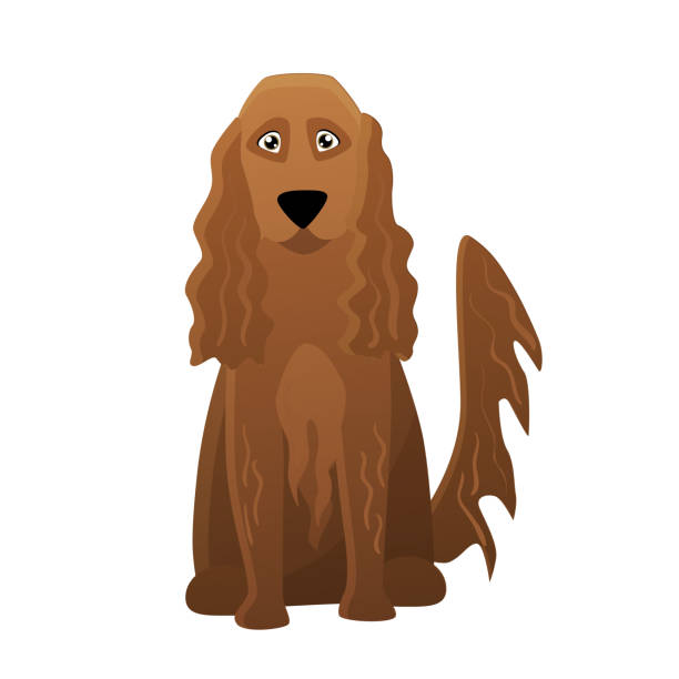 illustrazioni stock, clip art, cartoni animati e icone di tendenza di cane setter irlandese - dog spotted purebred dog kennel