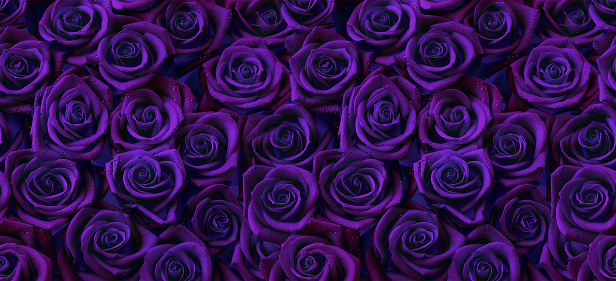 Roses in dark purple color, horizontal seamless pattern. Roses arrangement in purple and blue modern gothic style.