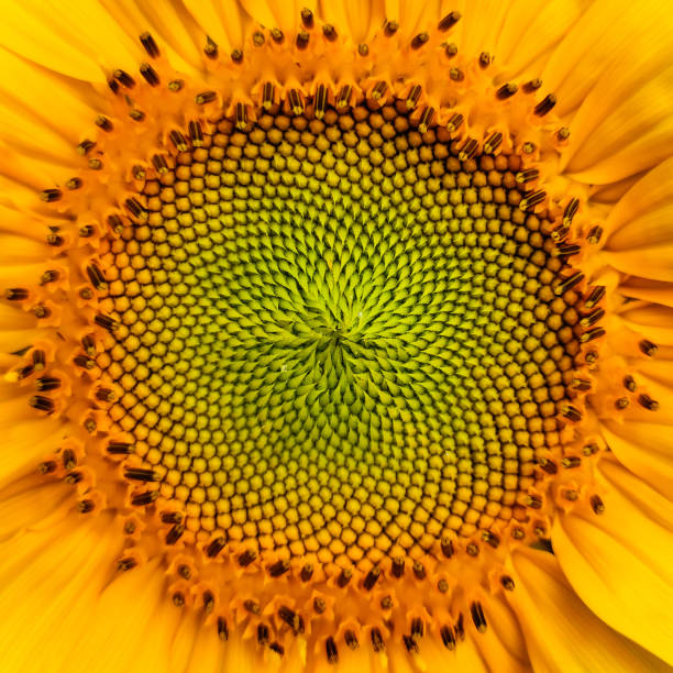 istock Sunflower in sunrise 1473906574