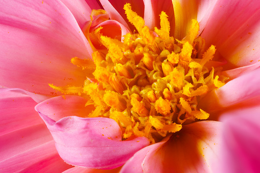 Macro photography of a dahlia flower