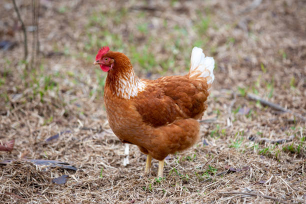Nature's Bounty: A Serene Portrait of a Free-Range Chicken in a Lush Field stock photo