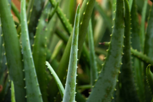istock Background texture with blurred Aloe Vera vegetation 1473906819