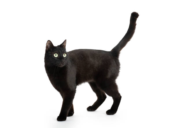 Beautiful black cat walking on white background