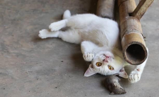 Cute beautiful white cat is playing on the floor with mice. Cute beautiful white cat is playing on the floor with mice. after hunting a mouse in the garden. white persian cat stock pictures, royalty-free photos & images