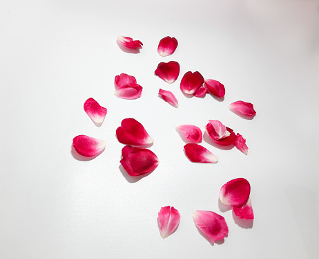 Pink rose petals in close up