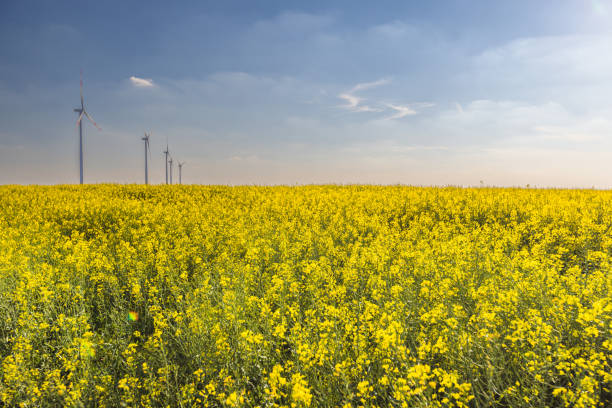 Rapeseed field with wind turbines under the overcast in spring, rapeseed oil global supply and demand