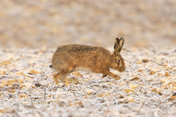 istock Hare in the morning frost 1473908179