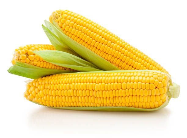 istock Fresh corn ears with leaves isolated on white background 1473908220