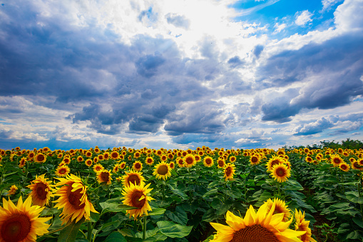 Sunflower crop under the cloudy sky in spring, sunflower seed oil global supply and demand