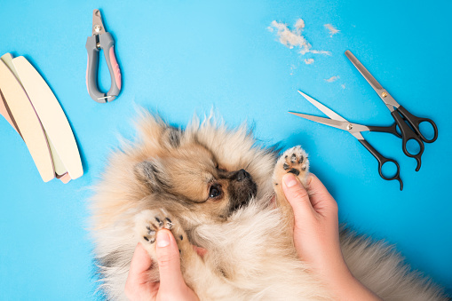 Cutting claws and haircut of dog paws at home, dog grooming, pomeranian care on blue background