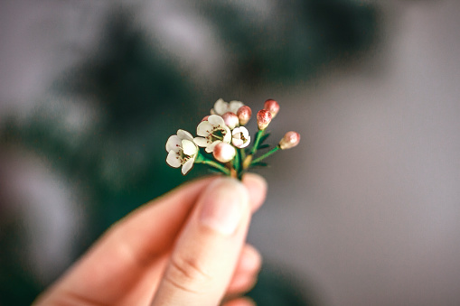 Woman's hand holding blossom with copy space. Mother's day. International Women's Day. Love and emotion. Copy space