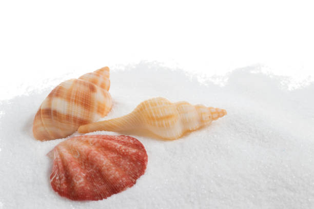 Sea shells in sand pile isolated on white background Sea shells in sand pile isolated on white background. shell starfish orange sea stock pictures, royalty-free photos & images