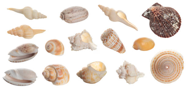 istock Seashell collection isolated on white background close up 1473910375