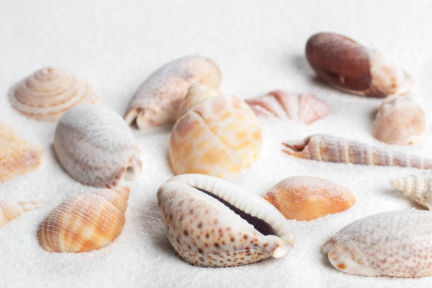 Macro photo of sea shells.