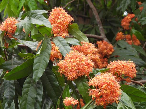 Golden Ashoka Tree (Saraca indica cv. Bijuga) - State flower of India
