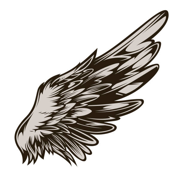 Hand-Drawn Wing Vector Illustration in Tattoo Style Isolated hand-drawn wing vector illustration. Perfect for a range of creative projects. With its intricate and unique design, it is an ideal choice for tattoos, t-shirts, sticker, and other uses. white t shirt silhouette stock illustrations