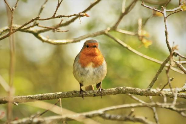 istock A Robin purched on a branch looking at the camera 1473912914