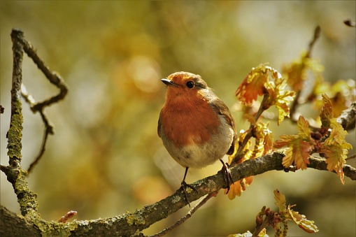 A Robin purched on a branch looking to the side on a sunny day
