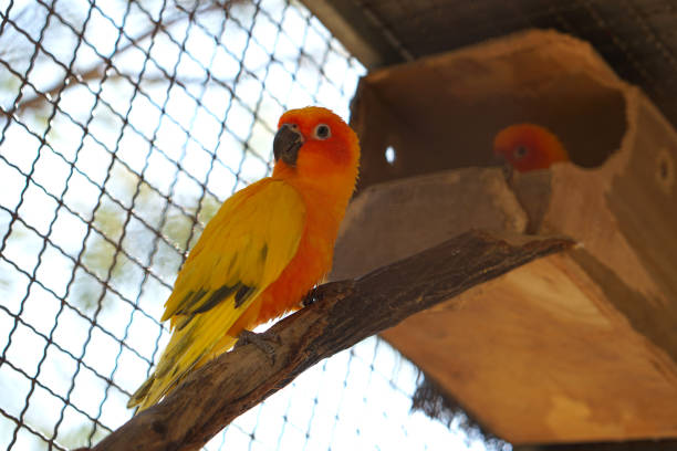 istock Colorful parrot caged in a cage 1473913023