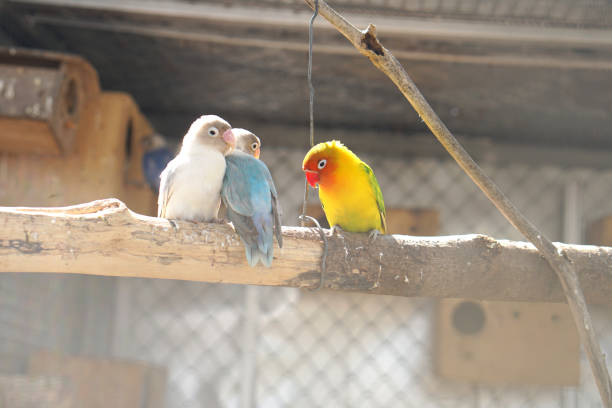 istock Colorful parrot caged in a cage 1473913112