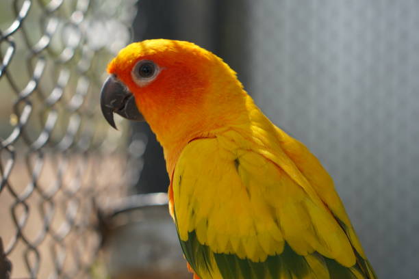 istock Colorful parrot caged in a cage 1473913188