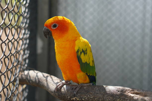 istock Colorful parrot caged in a cage 1473913189