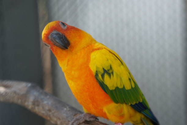 istock Colorful parrot caged in a cage 1473913214