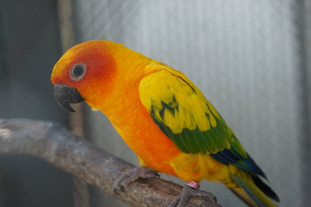 istock Colorful parrot caged in a cage 1473913235