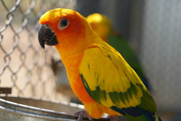 istock Colorful parrot caged in a cage 1473913254