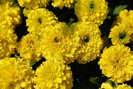 Fresh canola flowers isolated on white. Background.