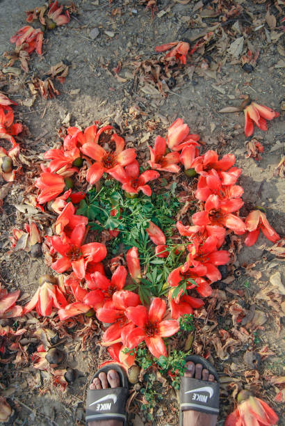 istock Alamy Red silk cotton Flower 1473915739