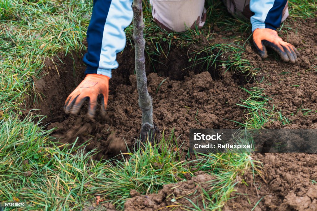 Person who dug a hole to transplant a tree in a garden Hole Stock Photo