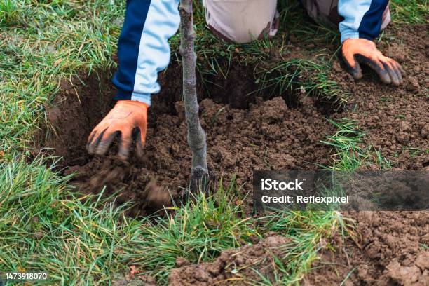 Person Who Dug A Hole To Transplant A Tree In A Garden Stock Photo - Download Image Now
