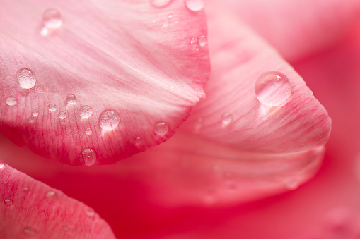 Three red rose stems on white background.