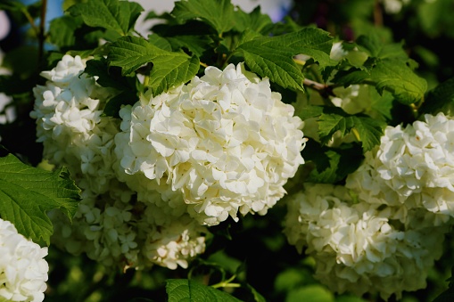 Viburnum macrocephalum