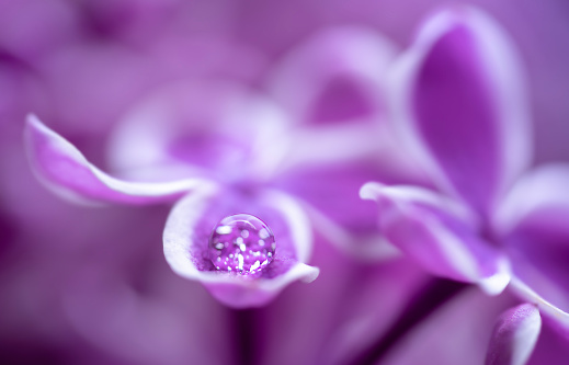 Macro shot of a drop on a lilac flower petal. Purple spring background, copy space.