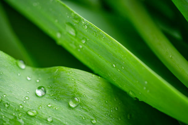 istock Background of green leaf with raindrops. Selective focus 1473918680