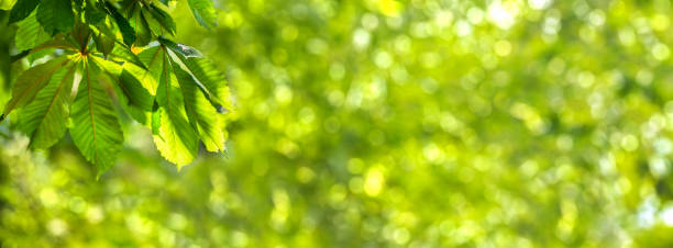 가장자리에 녹색 잎과 흐릿한 조명이 있는 추상 봄 배경, 복사 공간이 있는 햇살이 내리쬐는 자연 목가적인 개념 배너 템플릿 - chestnut tree chestnut tree panoramic 뉴스 사진 이미지