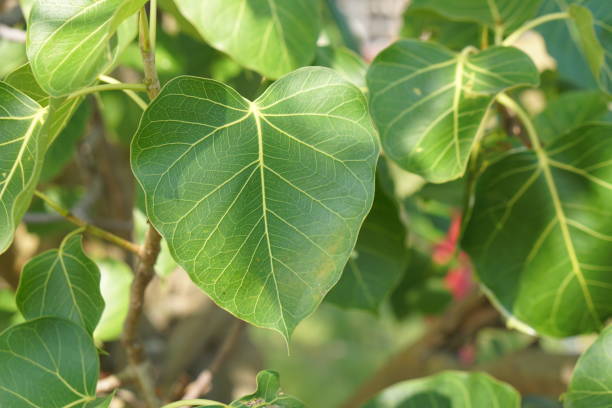 istock green bodhi leaf background in thai temple 1473922452