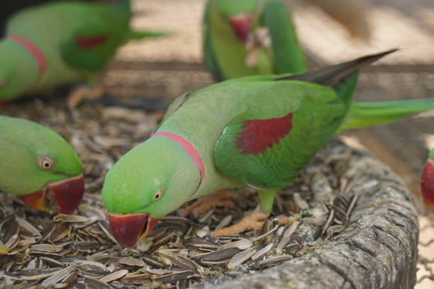 istock Colorful parrots in the park 1473923346