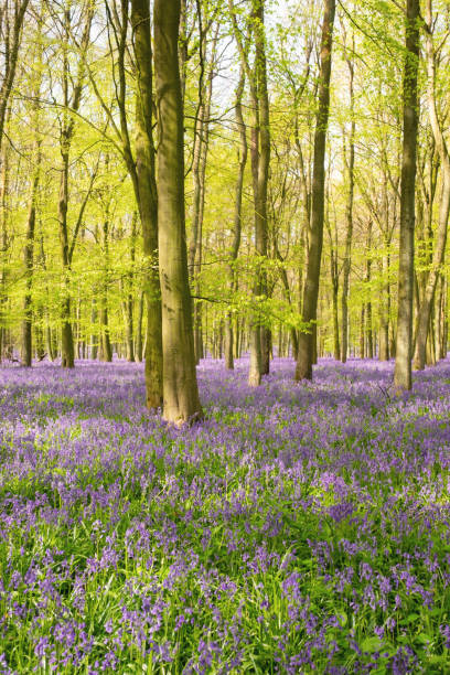 istock Bluebells In An English Beechwood 1473923912