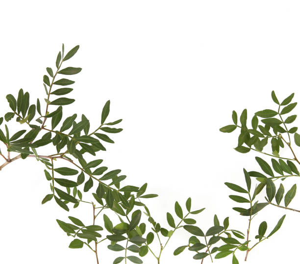 istock Pistachio branches with leaves isolated on white background. 1473925151