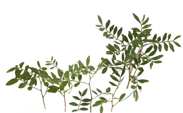 istock Pistachio branches with leaves isolated on white background. 1473925266