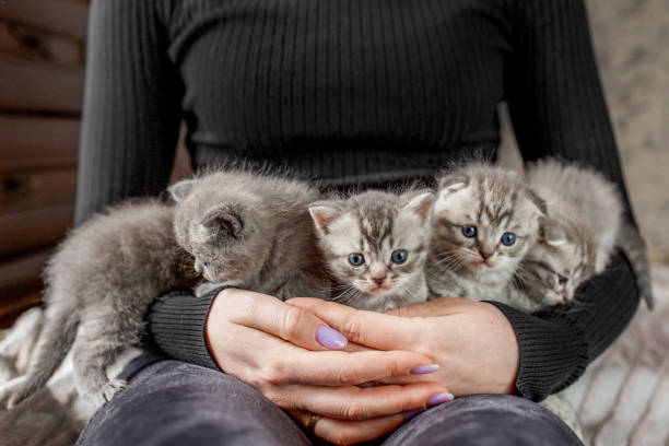 istock Five small kittens in female hands. Scottish fold kittens. Pet concept. 1473926492