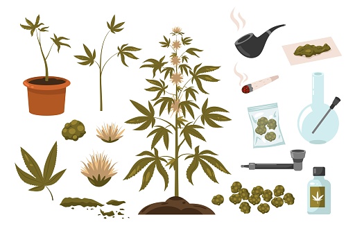 Contorted Marijuana Marijuana Drugs Set Hemp Addiction Elements Hashish Cigarette Smoking ...